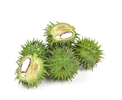 US Organic Castor Oil, USDA Certified Organic,Expeller Pressed, Hexane Free, 100% Pure & Natural moisturizing and emollient properties, For Skin, Hair Care, Eyelashes, DIY projects (4 oz (115 ml))-GlimoraGlow