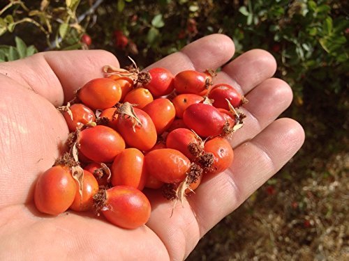 US Organic Rosehip Seed Oil, USDA Certified Organic, Cold Pressed, Virgin Organic, Amber Glass Bottle and Glass Eyedropper for Easy Application - 4 oz (115 ml)-GlimoraGlow