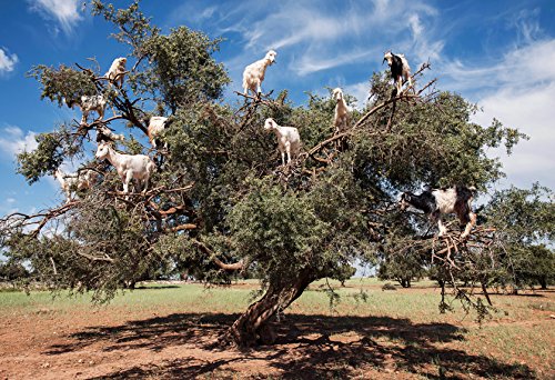 US Organic Moroccan Argan Oil, USDA Certified Organic,100% Pure & Natural, Cold Pressed Virgin, Unrefined, 2 Oz in Amber Glass Bottle, for Hair treatment, Skin, Nail, Cuticle, Sourced from Morocco.-GlimoraGlow