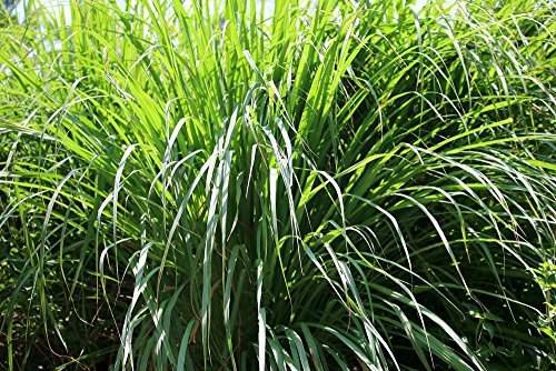 US Organic Citronella Essential Oil, USDA Certified, 100% Pure, 15 ml Pack of 2, Improved caps and droppers – Used for Skin Care, Many DIY Projects Like Candle Making and Much More-GlimoraGlow