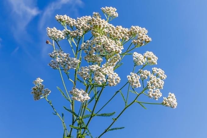 US Organic 100% Pure Yarrow Essential Oil, USDA Certified Organic, Steam Distilled, Achillea Millefolium, Therapeutic Grade, Calming & Soothing, Skin Care & Aromatherapy, Sourced from Bulgaria (5 ml)-GlimoraGlow