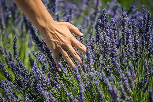 US Organic 100% Pure Lavender Essential Oil, Directly sourced from Bulgaria, USDA Certified Organic, Undiluted, for Diffuser, Humidifier, Massage, Skin, Hair Care, Non GMO, 15 ml-GlimoraGlow
