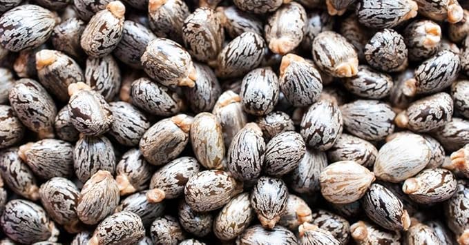 Pure Castor Oil - 8 oz w/Dispense Cap - Pure, Natural, Non-GMO, Hexane-Free, Vegan Carrier Oil - Promotes Hair Growth, Conditions - Skin, Hair, Lashes, Brows, Cuticles & More-GlimoraGlow