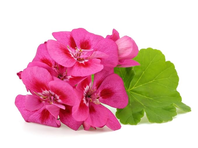 US Organic 100% Pure Geranium Essential Oil - USDA Certified Organic, Steam Distilled - W/Euro droppers (More Size Variations Available) (15 ml / .5 fl oz)-GlimoraGlow