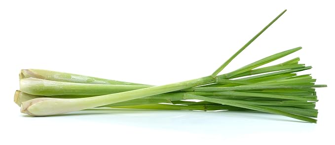 US Organic 100% Pure Lemongrass Essential Oil, USDA Certified Organic, Undiluted, Therapeutic Grade, Steam Distilled, for Aromatherapy, Freshening, and DIY Personal Care (10ml, Pack of 2)-GlimoraGlow