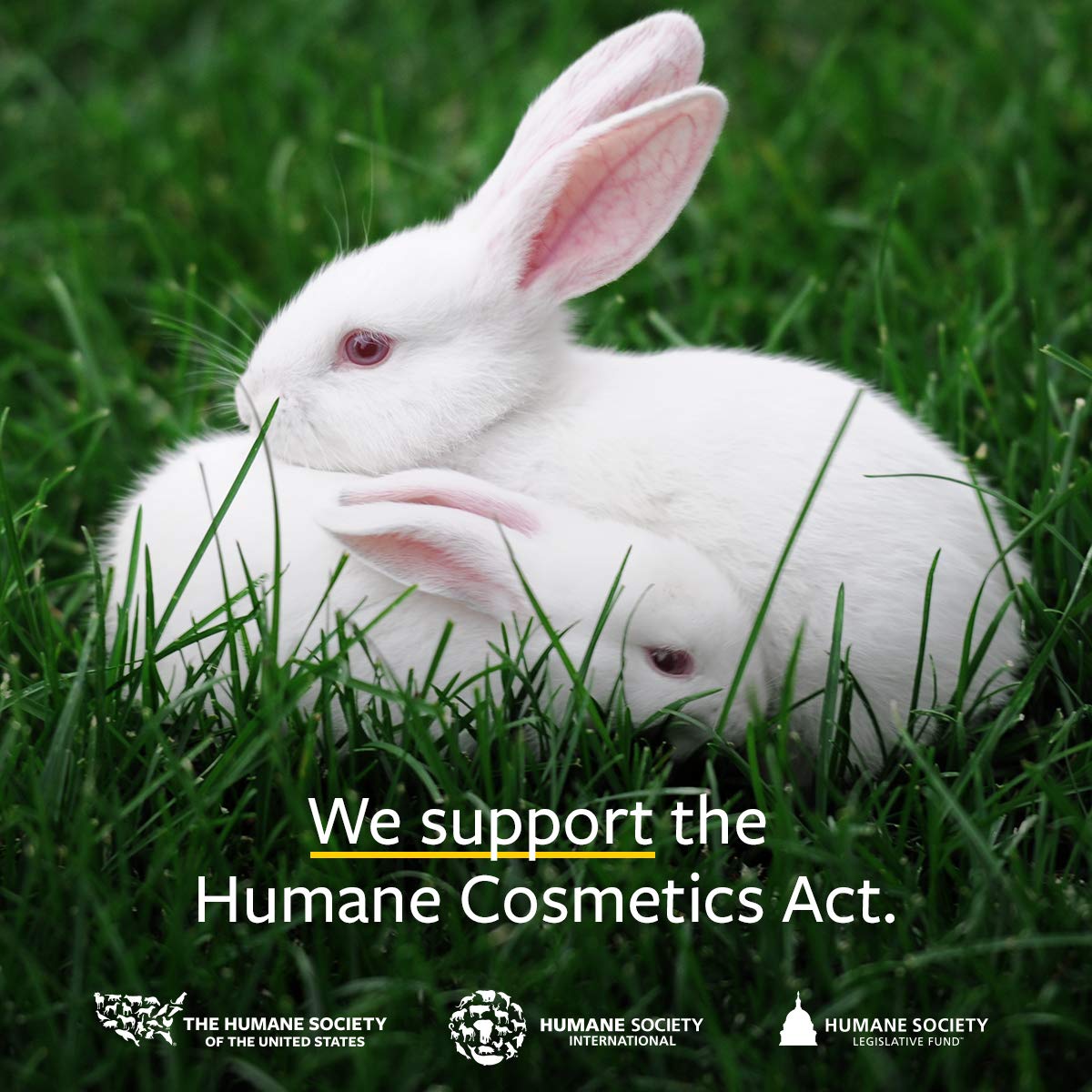 US Organic Sea Buckthorn Berry (Fruit) Oil, Supercritical CO2 extracted, USDA Certified Organic,100% Pure Virgin, Unrefined in Amber Glass Bottle, Face, Hair, spot Treatment, Anti Aging, 2 oz (56 ml)-GlimoraGlow