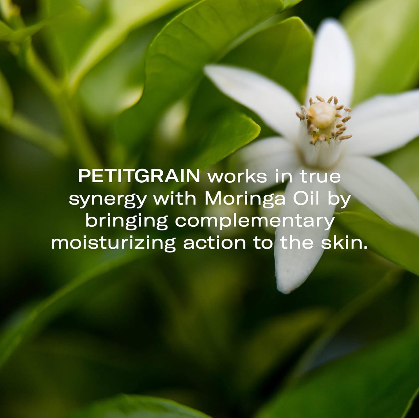 Odacité Hydrating Serum Concentrate with Moringa + Petitgrain - Serum for Very Dry Skin - Face Oil Concentrate for Moisturizing & Hydrating Dry Skin or Chapped & Cracked Skin - 0.17 fl. Oz-GlimoraGlow