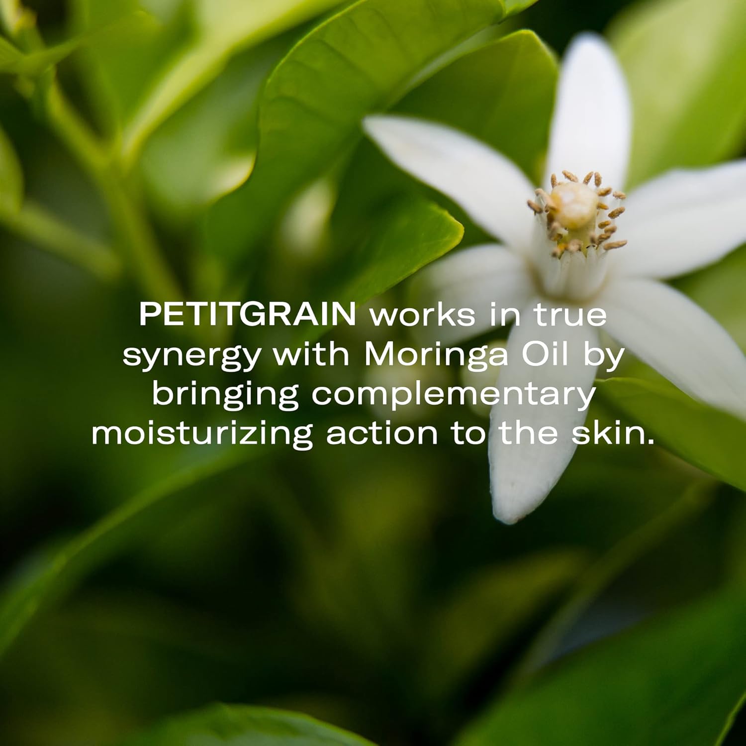 Odacité Hydrating Serum Concentrate with Moringa + Petitgrain - Serum for Very Dry Skin - Face Oil Concentrate for Moisturizing & Hydrating Dry Skin or Chapped & Cracked Skin - 0.17 fl. Oz-GlimoraGlow