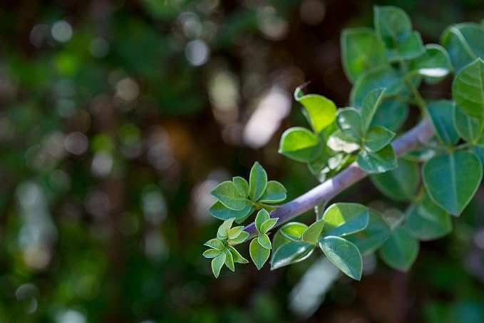 US Organic 100% Genuine Myrrh Essential Oil - Sourced from The Horn of Africa, USDA Certified Organic, Extracted by Hydro-Distillation (Myrrh, 5 ml)-GlimoraGlow