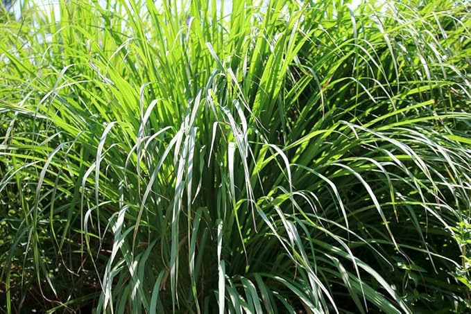 US Organic Citronella Essential Oil, USDA Certified, 100% Pure, 10 ml Pack of 2, Improved caps and droppers – Used for Skin Care, Many DIY Projects Like Candle Making and Much More-GlimoraGlow