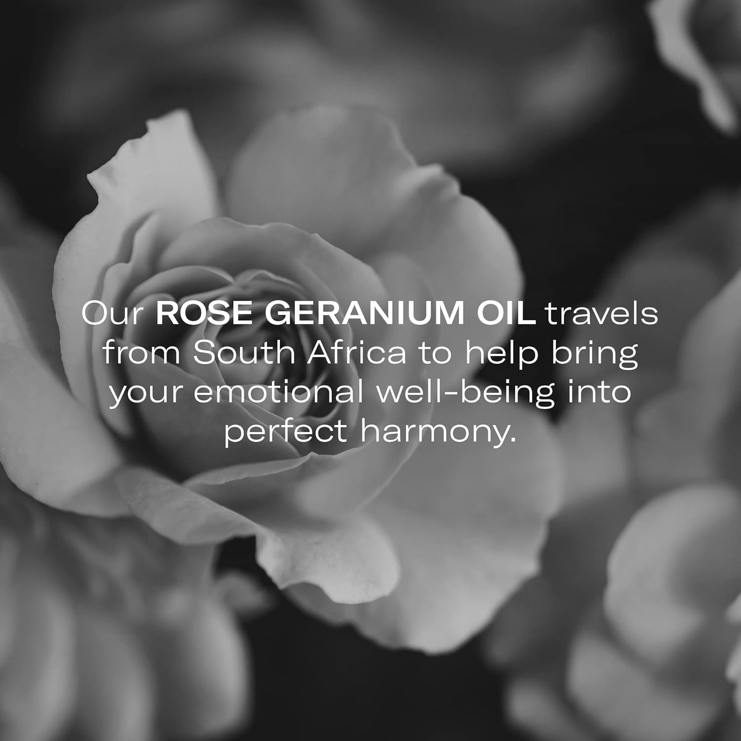 Odacité Hydrating Serum Concentrate with Pomegranate & Rose Geranium - for Hydration & Glow - Hydrating & Nourishing Anti-Aging Facial Oil Concentrate Enhance Skins Moisture Barrier - 0.17 fl. oz-GlimoraGlow