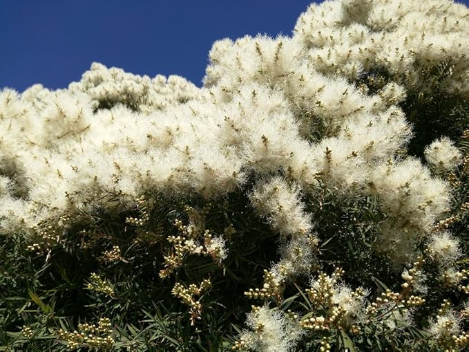 US Organic 100% Pure Tea Tree Essential Oil, Steam Distilled, USDA Certified Organic, for Hair, Skin, Scalp, Foot, Toenails, and More. Sourced from South Africa, Undiluted, Non-GMO (30 ml)-GlimoraGlow