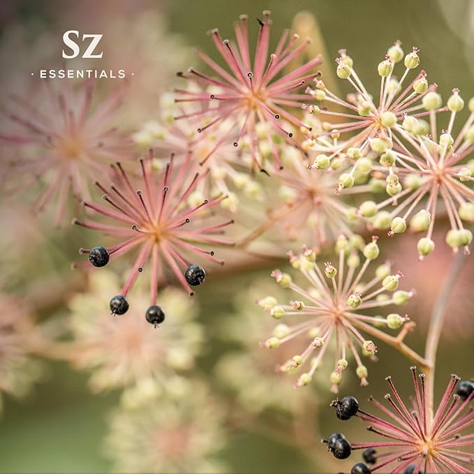 Jatamansi Essential Oil aka Spikenard - 100% Pure & Undiluted - Extracted from Nardostachys Jatamansi - Strong & Powerful Scent with Earthy Overtones - Therapeutic Grade - 0.17oz-GlimoraGlow