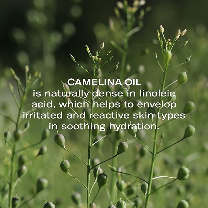 Odacité Anti Aging Serum Concentrate with Camelina + Chamomile, For Sensitive Skin Glow - Lightweight and Hydrating Facial Oil for Redness, Sensitivity & Irritation - 0.17 fl. oz-GlimoraGlow