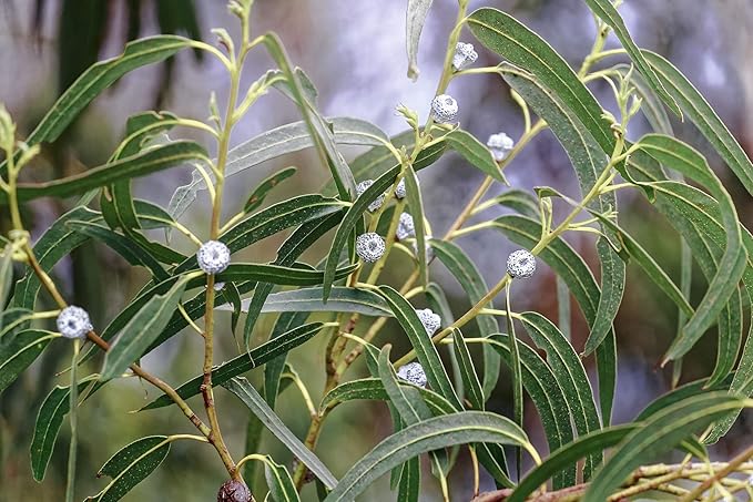 US Organic 100% Pure Eucalyptus Essential Oil (Globulus) - USDA Certified Organic, Steam Distilled - W/Euro droppers (More Size Variations Available) (10 ml / .33 fl oz)-GlimoraGlow