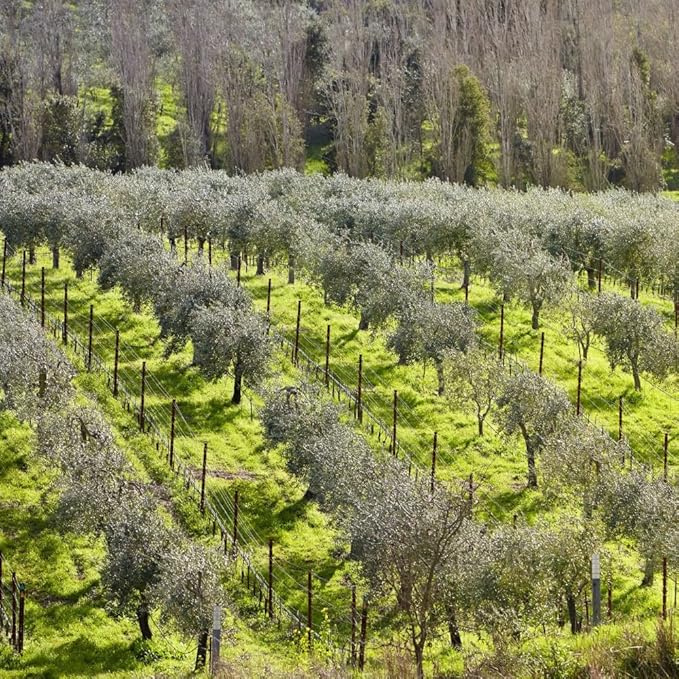 McEvoy Ranch Whipped Body Butter | ODE Olive Oil Beauty | 5.8 FL OZ | Crafted with Organic EVOO, Hyaluronic Acid, Organic Shea & Cocoa Butters | Nourishing, Brightening, Firming (Citrus)-GlimoraGlow