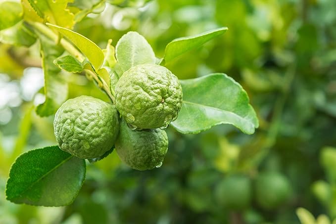 US Organic 100% Pure Bergamot Essential Oil, USDA Certified Organic, Cold Pressed, with Euro droppers (More Size Variations Available) (15 ml / .5 fl oz)-GlimoraGlow