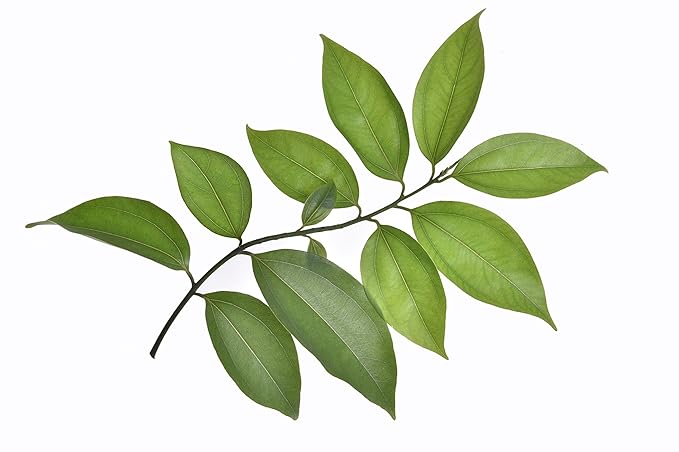 US Organic 100% Pure Cinnamon Leaf Essential Oil - USDA Certified Organic, Steam Distilled - W/Euro Dropper (More Size Variations Available) (10 ml / .33 fl oz)-GlimoraGlow