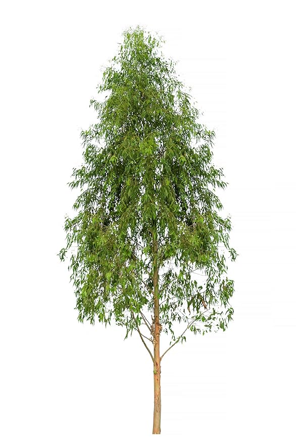 US Organic 100% Pure Eucalyptus Essential Oil (Radiata) - USDA Certified Organic, Steam Distilled - W/Euro droppers (More Size Variations Available) (15 ml / .5 fl oz)-GlimoraGlow